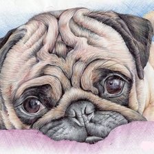 Схема вышивки «домашние любимцы»