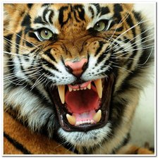 Схема вышивки «ТИГРИЩЕ2»