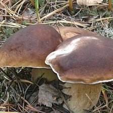 Схема вышивки «Грибы»