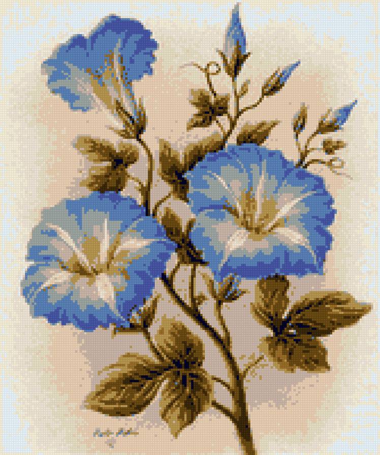 вьюнок - предпросмотр