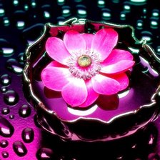 Цветок на воде