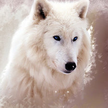 Схема вышивки «БЕЛЫЙ ВОЛК»