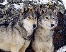 ВОЛКИ ПАРА