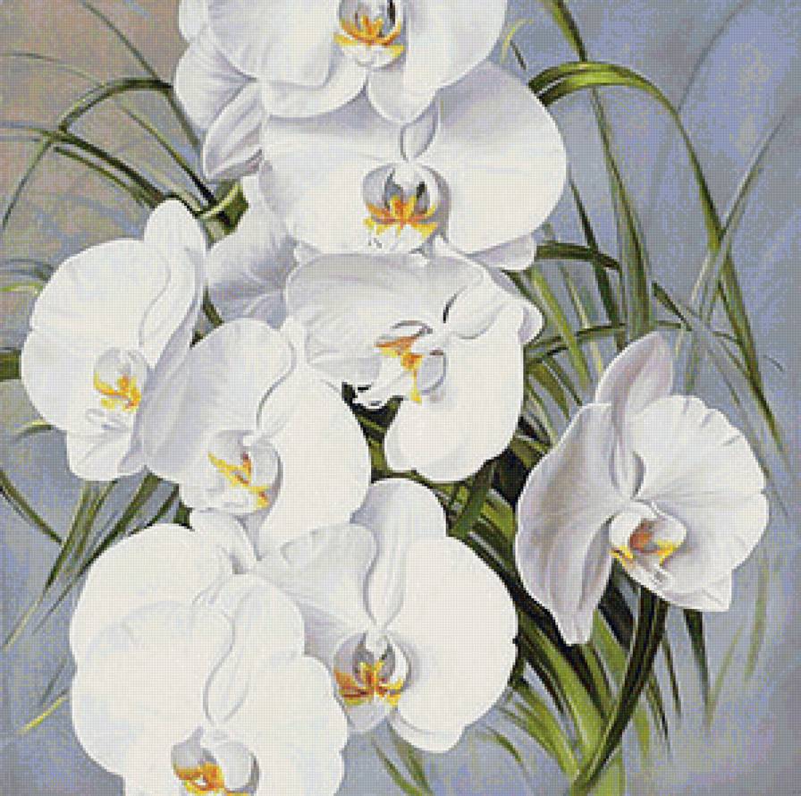 Белые орхидеи - белые орхидеи, букет, натюрморт, панно, белые цветы, живопись, орхидеи - предпросмотр