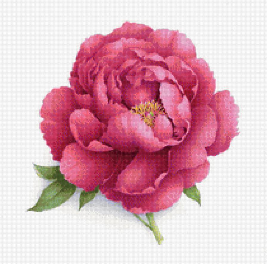 цветок, пион, бутон - пион, бутон - предпросмотр