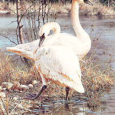 Схема вышивки «161»