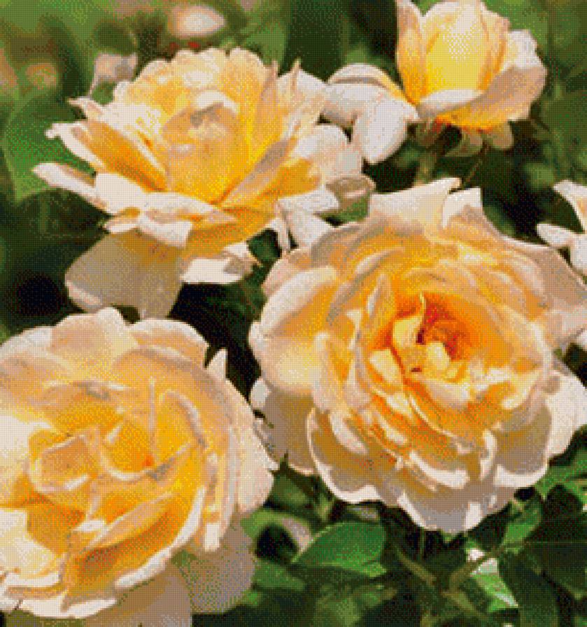 Желтые розы - розы - предпросмотр