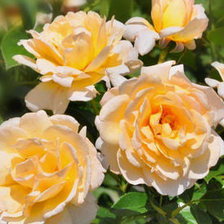 Желтые розы