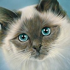 Схема вышивки «котик»