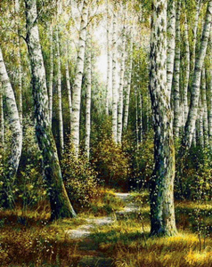 берёзовый край - березы, пейзаж, природа, лето, красота, деревья, лес - предпросмотр