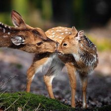 Схема вышивки «олени»