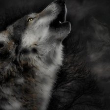 ПЕСНЯ ВОЛКА