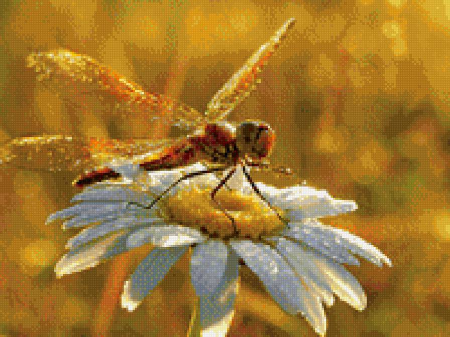 Стрекоза - природа - предпросмотр