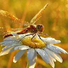 Схема вышивки «Стрекоза»