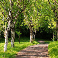 Схема вышивки «Лето в берёзовом лесу»