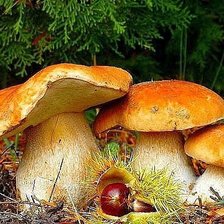 Схема вышивки «грибочки2»