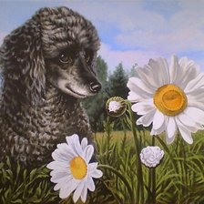 Схема вышивки «пудель в ромашках»