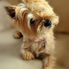 Схема вышивки «Yorkie»