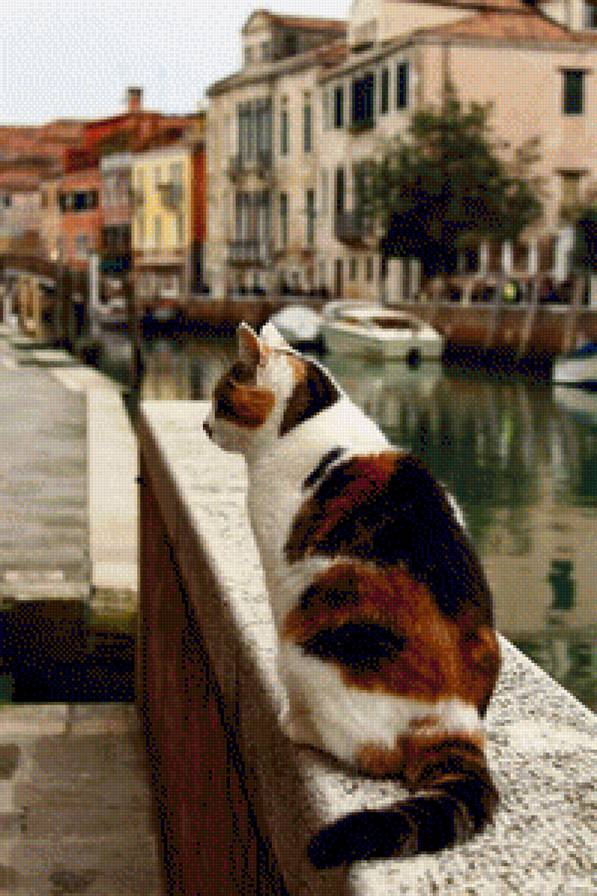 cat in venice - cat in venice - предпросмотр
