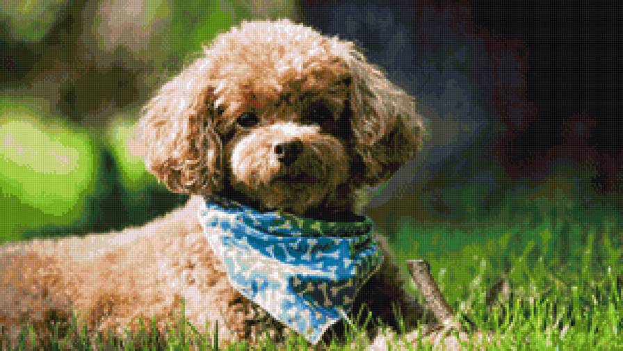 рыжий пудель - предпросмотр