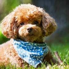 рыжий пудель