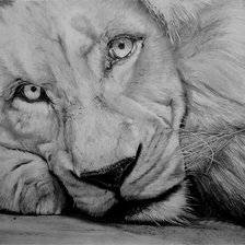 Схема вышивки «Lion»