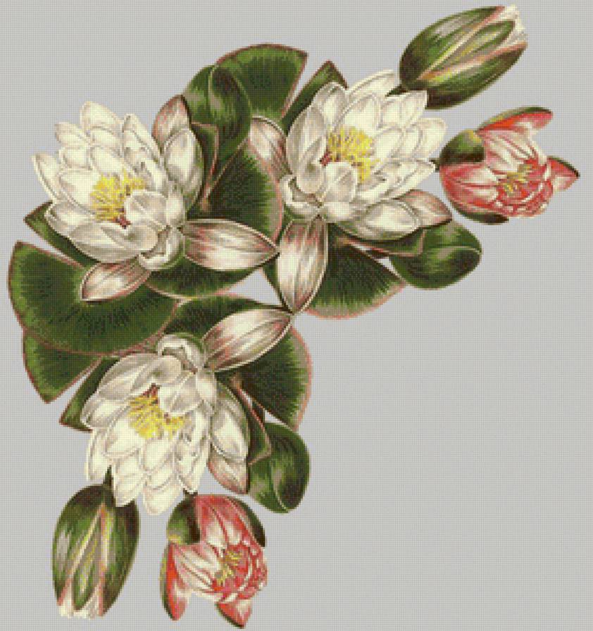 Уголок для скатерти - водяные лилии, цветы - предпросмотр