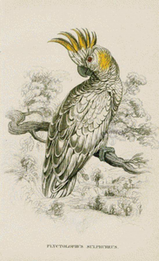 kakadu - kakadu - предпросмотр