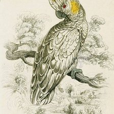 Схема вышивки «kakadu»