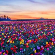 Схема вышивки «netherland»