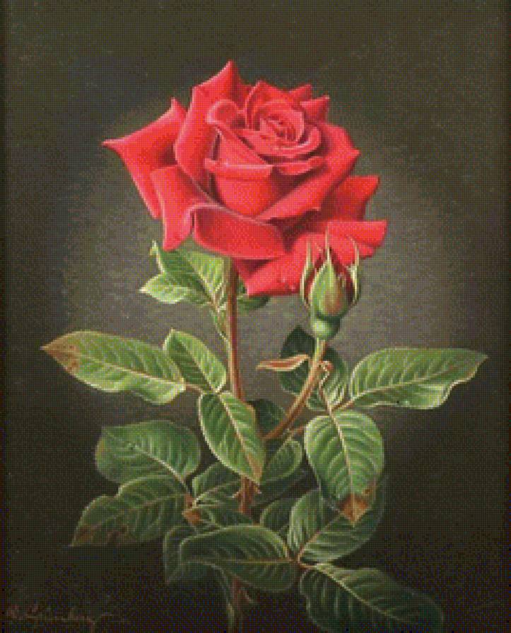 red rose - red rose - предпросмотр