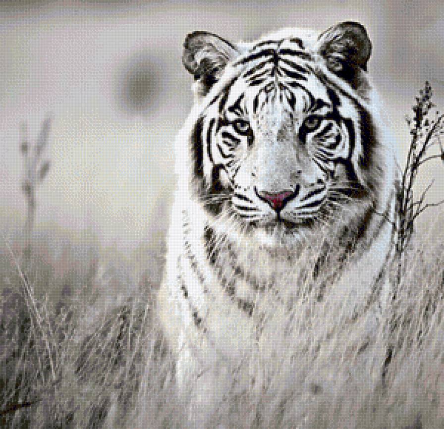 white tiger - white tiger - предпросмотр