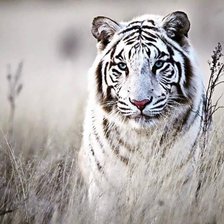 white tiger