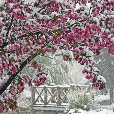 Схема вышивки «april in japan»