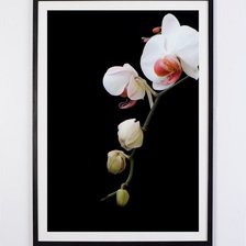 Схема вышивки «orchid»