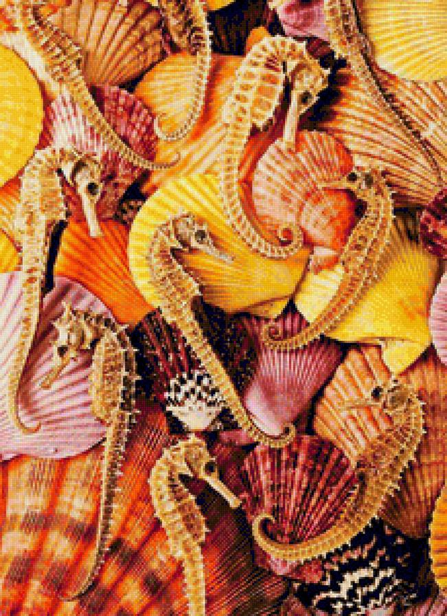 seashels - seashels - предпросмотр