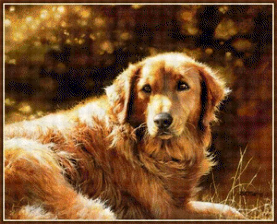 golden - golden - предпросмотр