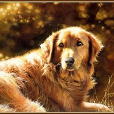 Схема вышивки «golden»