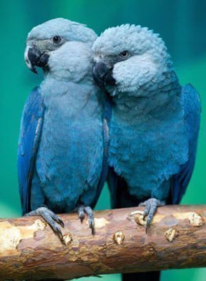 blue parrots - blue parrots - оригинал