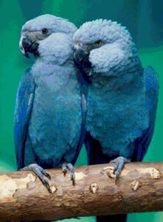 blue parrots - blue parrots - предпросмотр