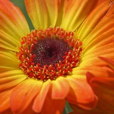 Схема вышивки «gerbera»