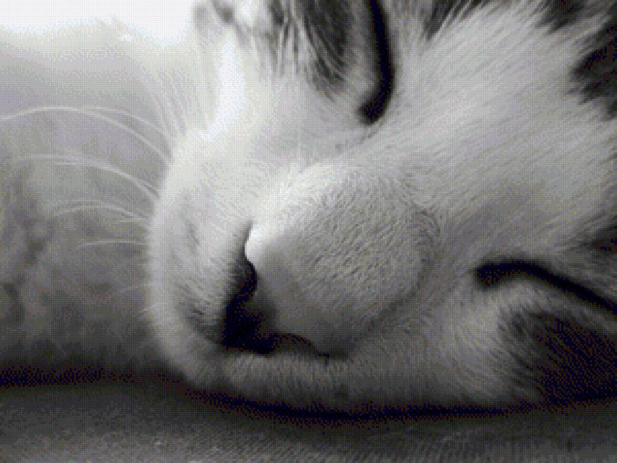 sleepy kitty - sleepy kitty - предпросмотр