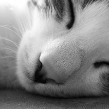 Схема вышивки «sleepy kitty»