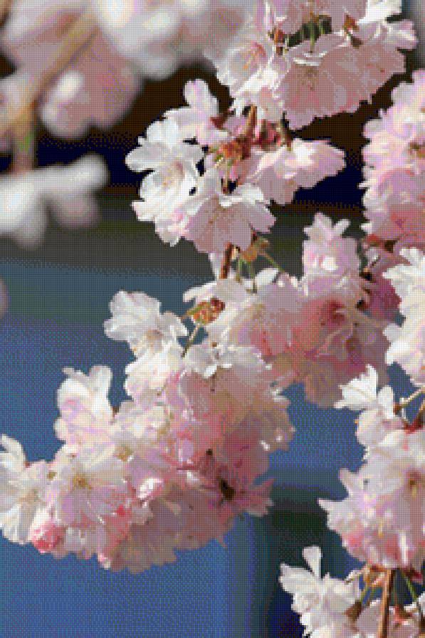 cherry blossom - cherry blossom - предпросмотр