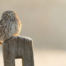 Схема вышивки «Owl»
