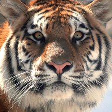 Схема вышивки «tiger»