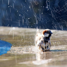 Схема вышивки «sparrow»