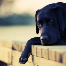 Схема вышивки «blacky»