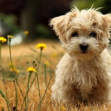 Схема вышивки «puppy»