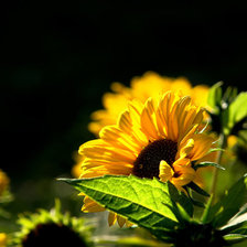 yellow flower